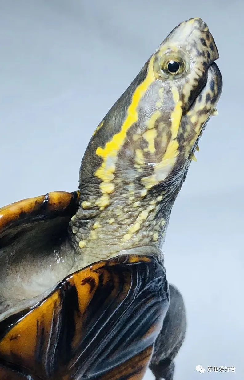 乌龟吃东西为什么吞吞吐吐,乌龟吃食正常但老是张嘴
