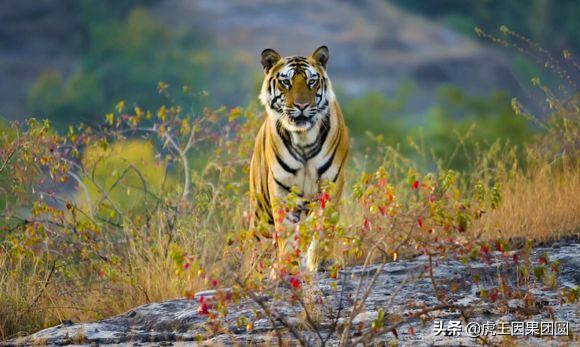 巴梅拉雄虎,传奇虎王战斗视频