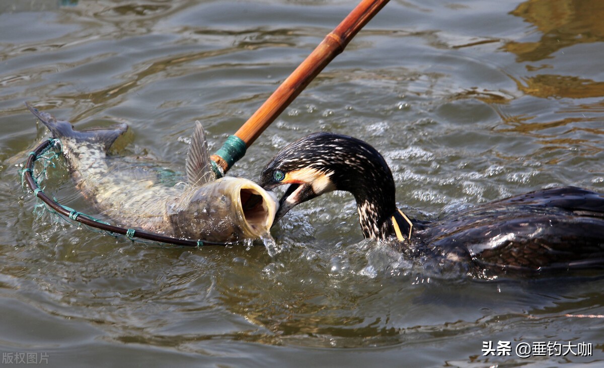 鸬鹚捕鱼被允许吗,鸬鹚捕鱼什么时候被禁止的