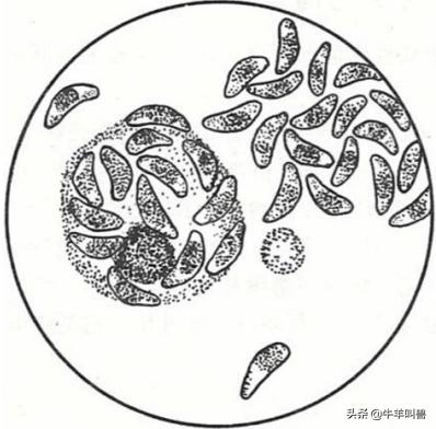 「收藏」引起羊流产的22个主要原因，你都知道几个？
