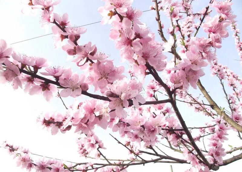 筱青读诗词：奉和绿野堂种花令公桃李满天下，何用堂前再种花开