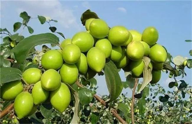 大青枣树种植技术和方法,大青枣小苗防治技术