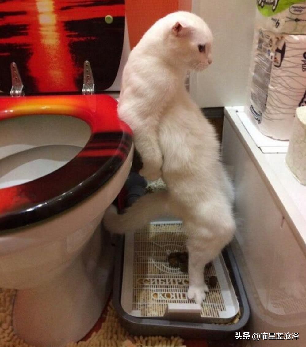 猫砂应该如何挑选好的品牌,猫砂到底该如何选择品牌