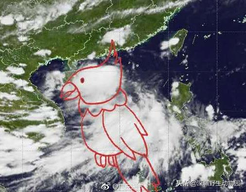 鹦鹉没有热搜吗,什么样的鹦鹉不学话