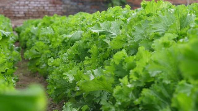 种植青菜需要加什么,种植青菜需要什么农药