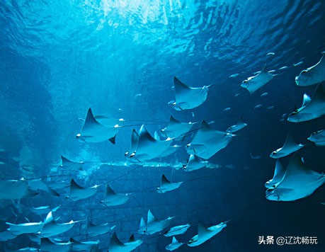 沈阳带小宝宝去的海洋馆,沈阳海洋馆欢乐海底世界