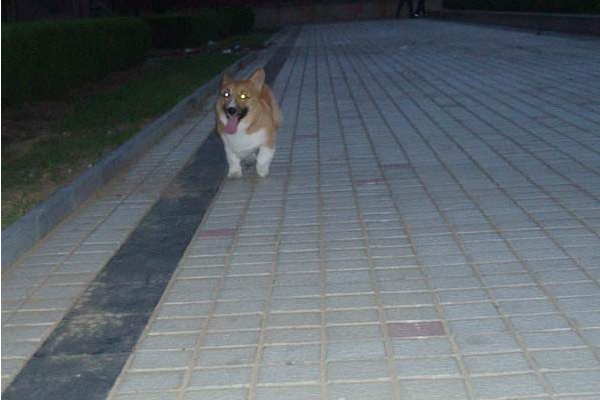 立耳狗狗耳朵突然趴下了怎么办,狗狗耳朵立耳小妙招