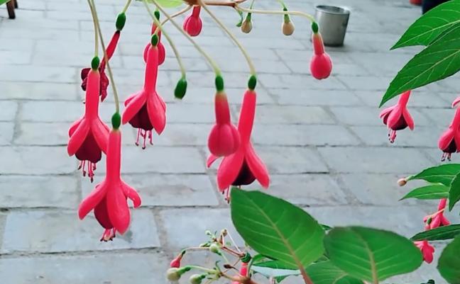 想要倒挂*钟金**不招飞虫？不用农药和烟头水，只要用它就可以搞定