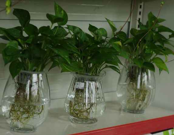 绿萝需要什么样的土壤养,绿萝既可以水培也可以土培