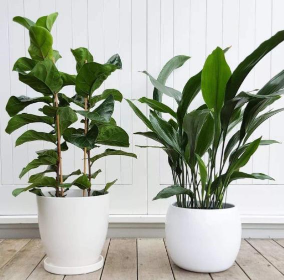 除甲醛的盆栽什么比较好,种植什么植物除甲醛