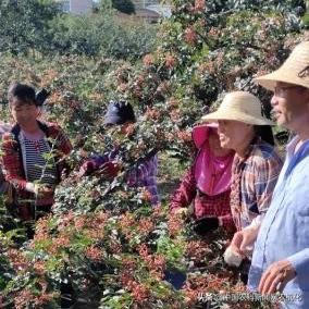 摘花椒的技术视频,花椒采摘时是直接采摘还是剪枝