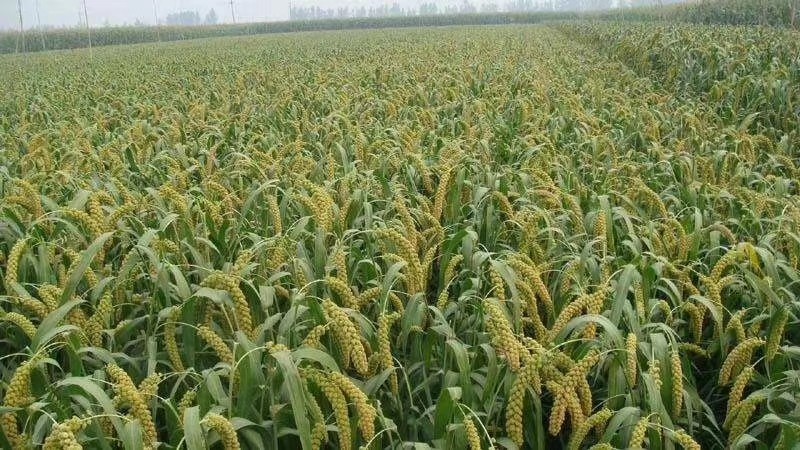 欧李，老家特有的山珍