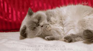 打猫可以纠正猫的坏行为吗,猫犯错了可以关起来吗