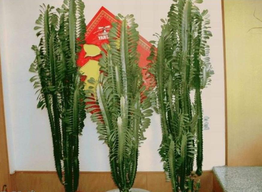 家里养的耐旱寓意好的花,什么盆栽花寓意好好养活不招虫