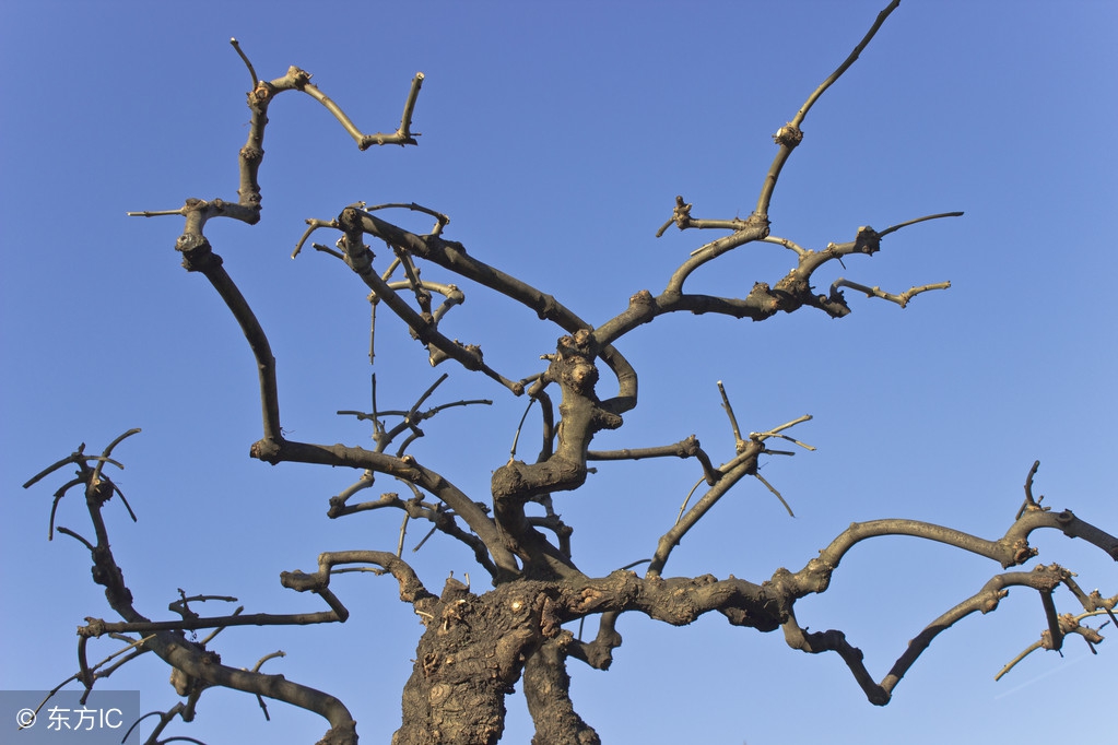 怎样让大树快速枯萎而不破坏土壤,如何让大树自然枯萎