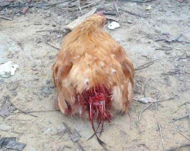 雏鸡啄羽啄肛怎么办,雏鸡出现互啄情况怎么办