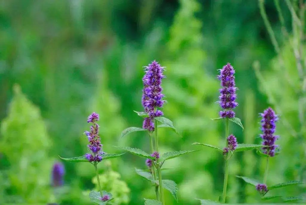 蓝紫色花系植物,蓝紫色系花境植物