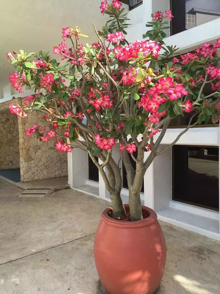 家里养的富贵花让你养几年才会开,客厅富贵花大全