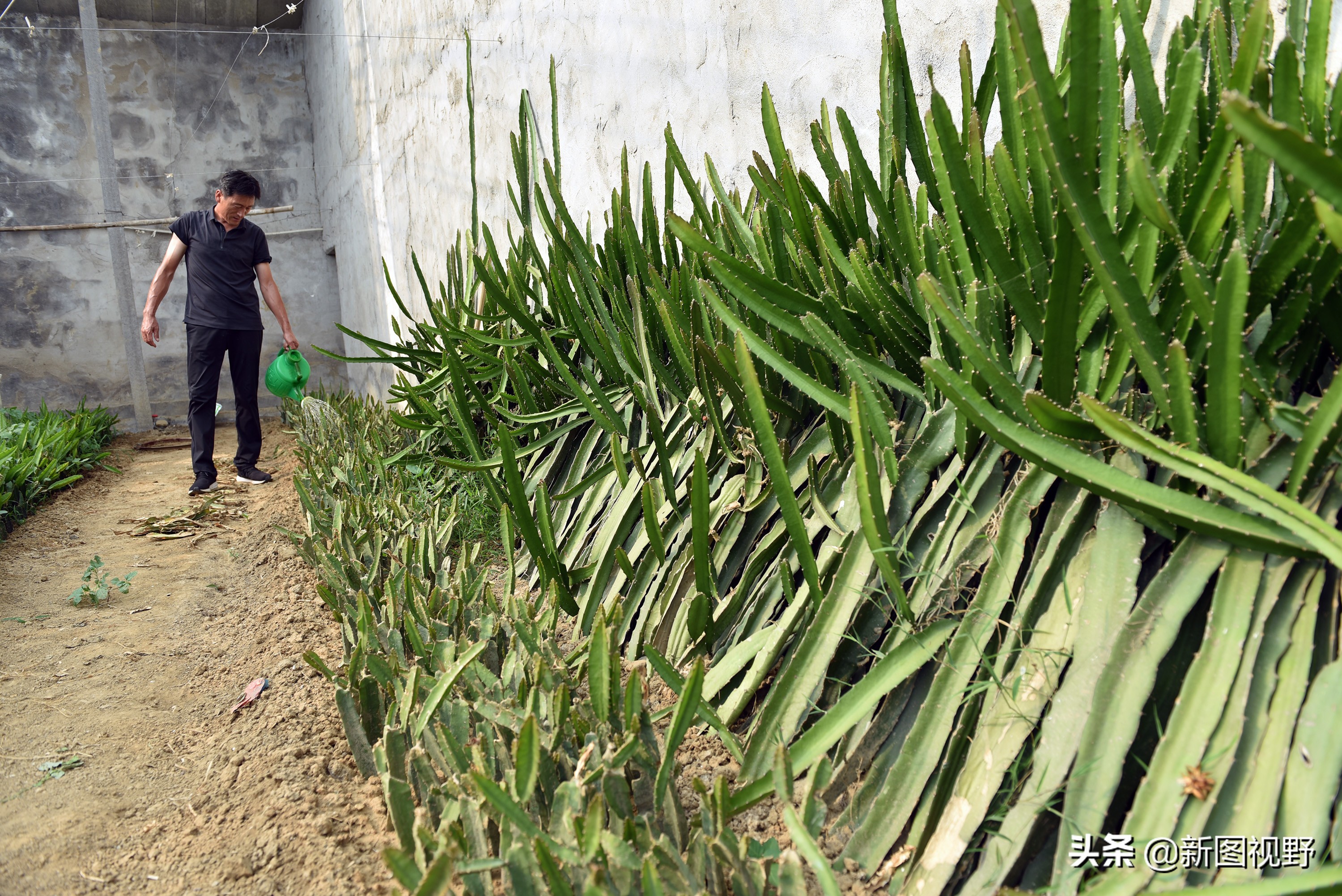 农村大哥种菜一年12万,农村大哥吃西瓜