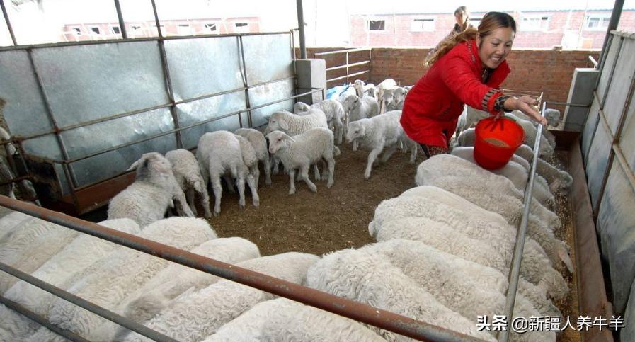 养羊的几个问题,养羊关心的话题