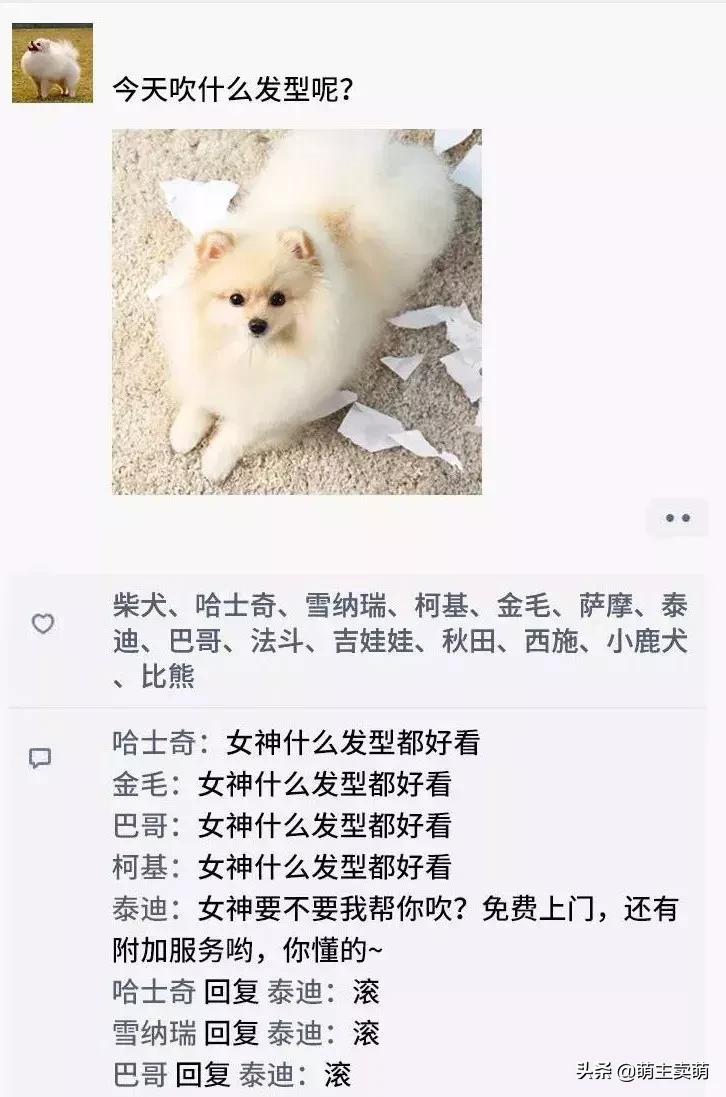 狗狗如何拟人化,狗行为拟人化