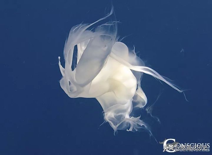 海里的哺乳动物是如何喂奶,海洋哺乳动物是怎么呼吸的