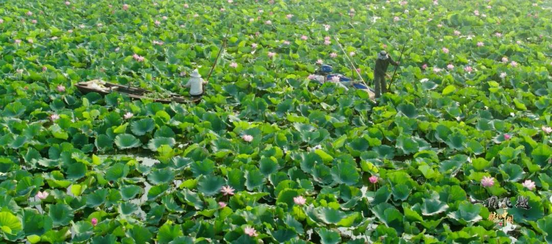 夏季最美荷花在哪里,山东最漂亮的荷花