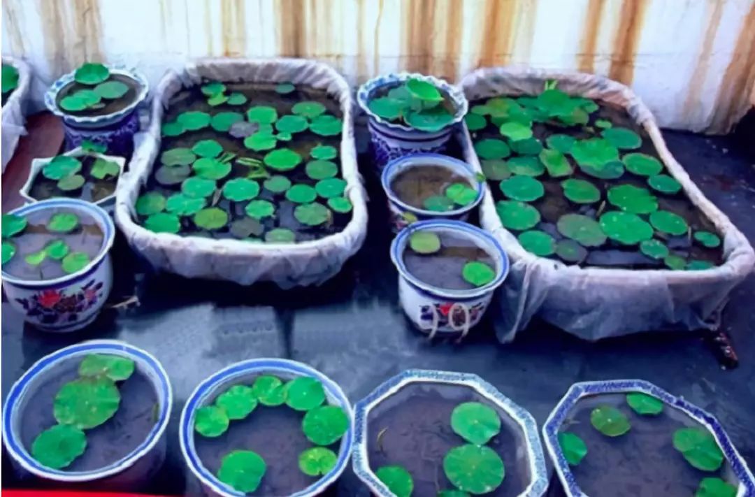 睡莲种子怎么养全过程,睡莲从种子开始养怎么养最好