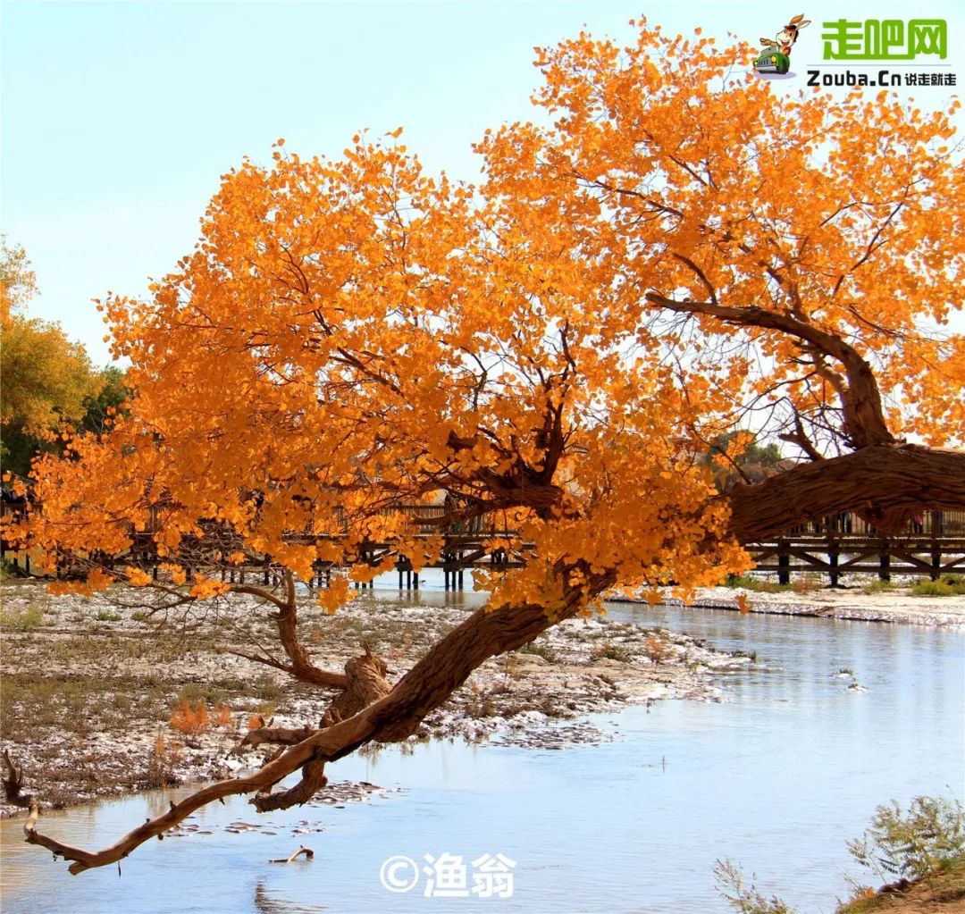 额济纳胡杨林自驾游详细攻略,宝鸡自驾往额济纳胡杨林攻略