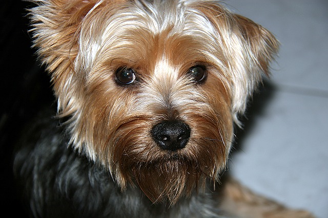 狗狗突然癫痫抽搐,狗狗突发癫痫该如何缓解