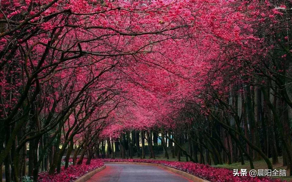 早教开发右脑的十种方法,成年人如何开发右脑思维