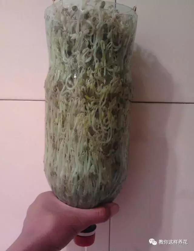 塑料瓶扔了就是扔钱！用来养花就是宝贝，看到了快捡！