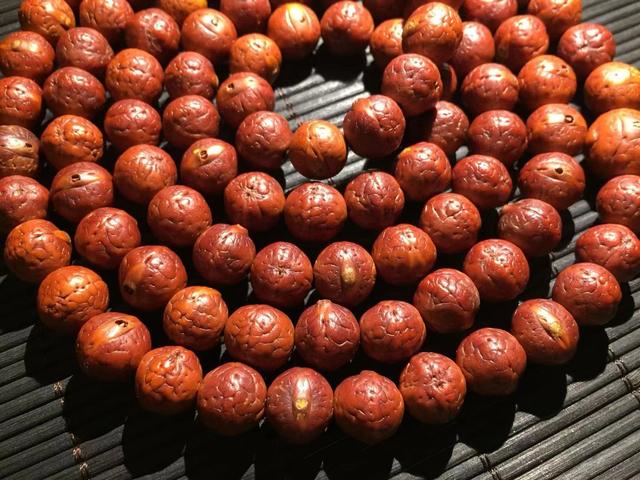 凤眼菩提是菩提吗,凤眼菩提与金刚菩提