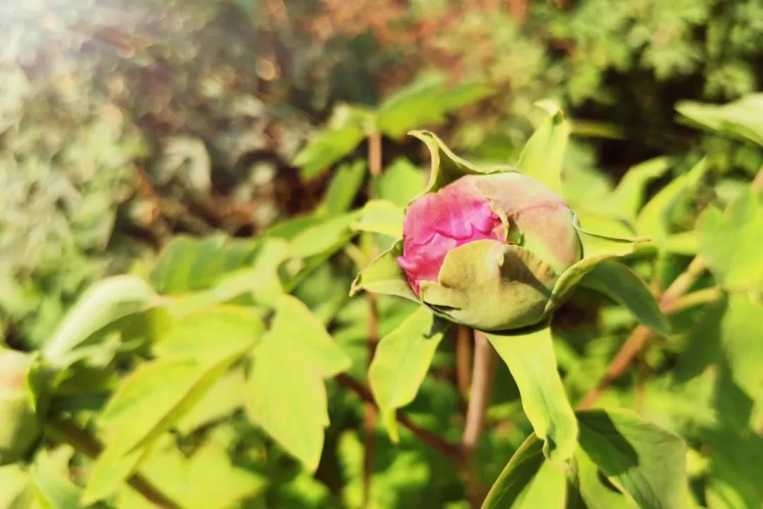 春天的绿色风景,春天的绿色是什么绿