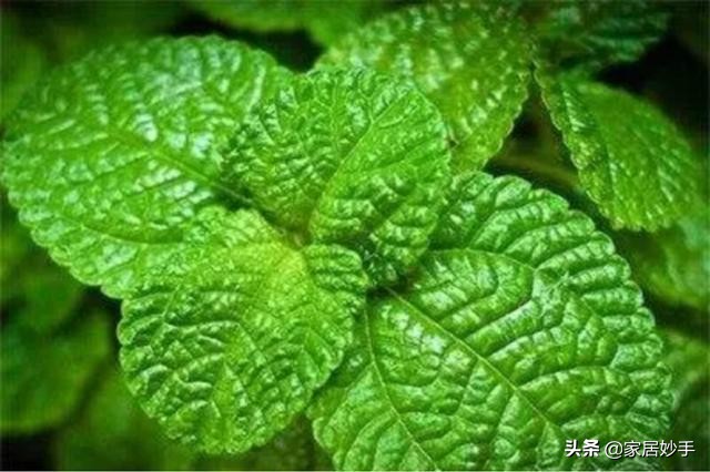 薄荷叶子变黄的原因是什么,薄荷叶子干黄