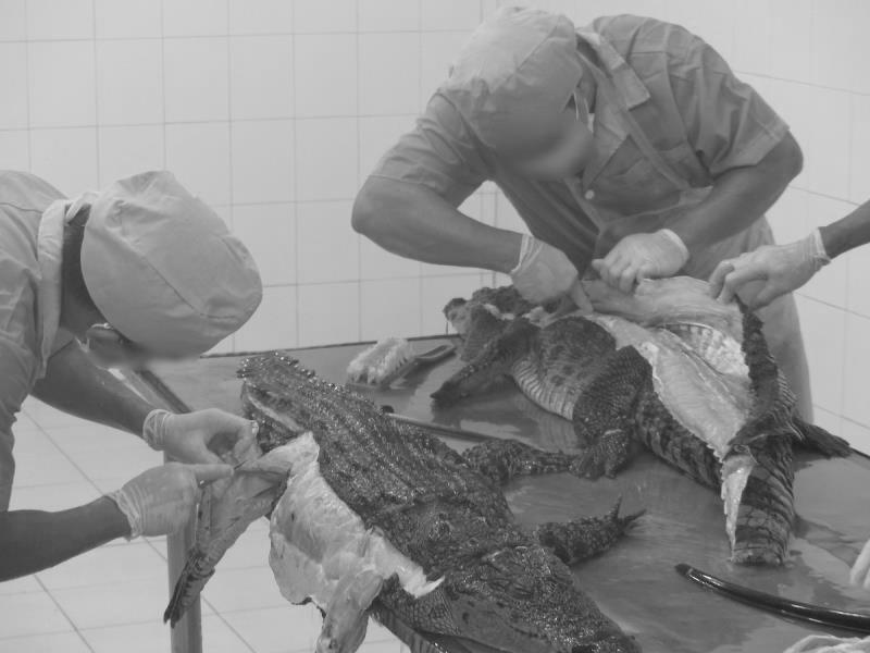 被扒皮的动物,皮草动物被扒皮