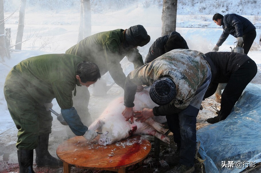 哪里体验正宗的东北杀猪菜,带着浓浓年味的杀猪菜