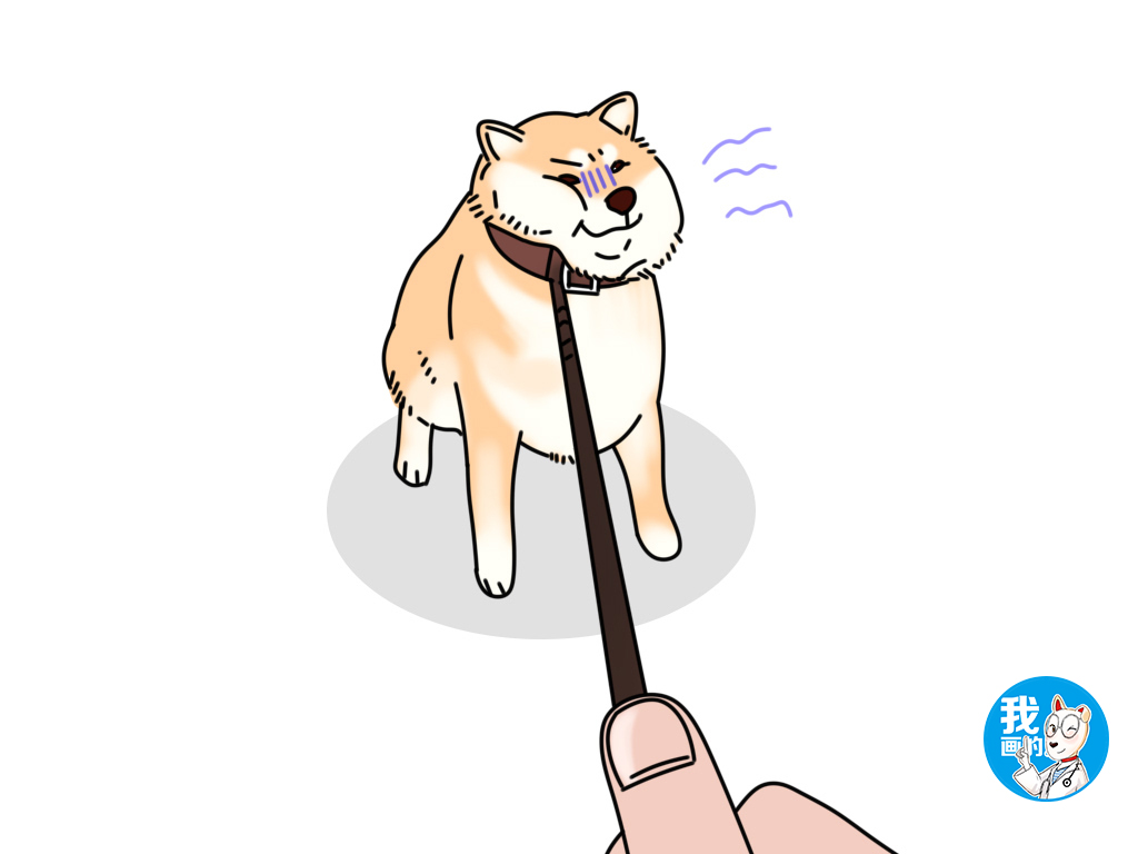 牵引绳胸背带怎么用,牵引绳胸背带选择