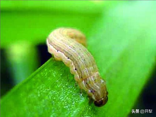 粘虫怎么治疗最好的方法,粘虫发生规律及防治办法