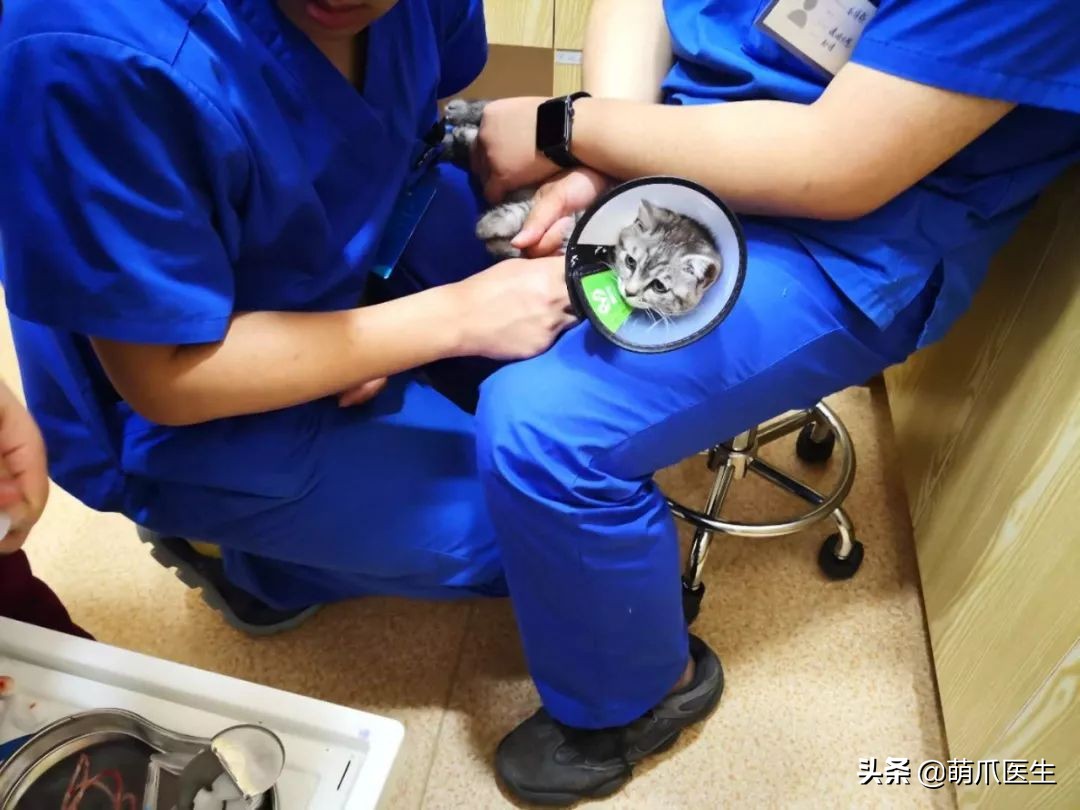 丧尽天良的黑心试剂盒，你们害死了多少猫