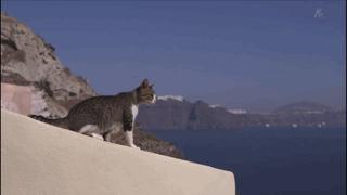 吸猫最高境界图片,吸猫最高境界完整视频