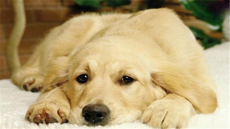 狗狗经常刨地怎么回事,狗狗频繁刨地