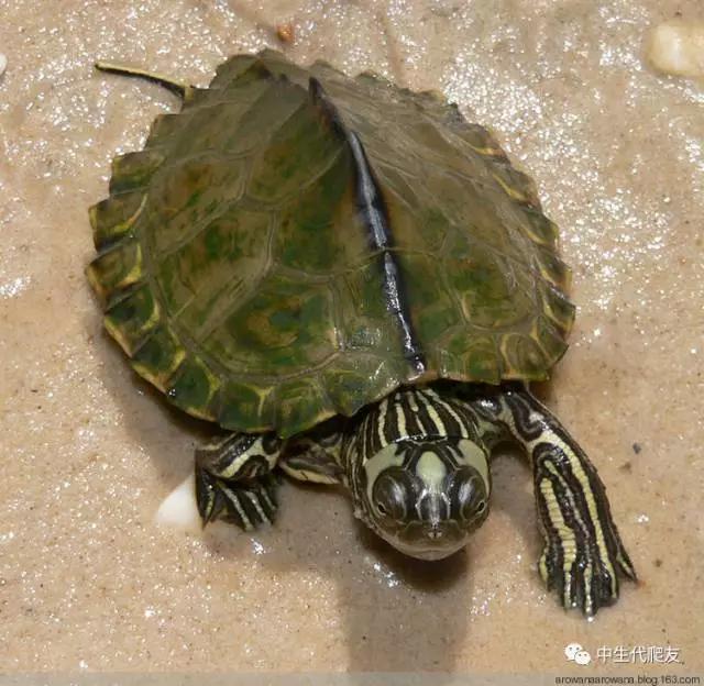 地图龟成体样子,地图龟种类及图解