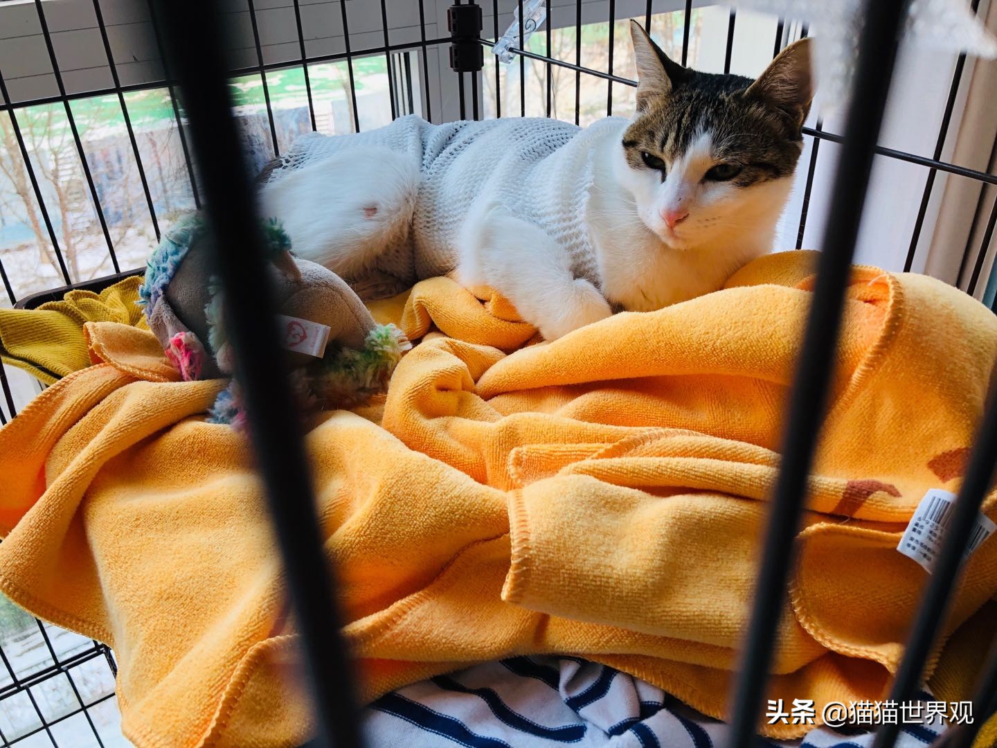 猫咪绝育手术后该如何护理才正确,猫咪绝育手术全过程母猫