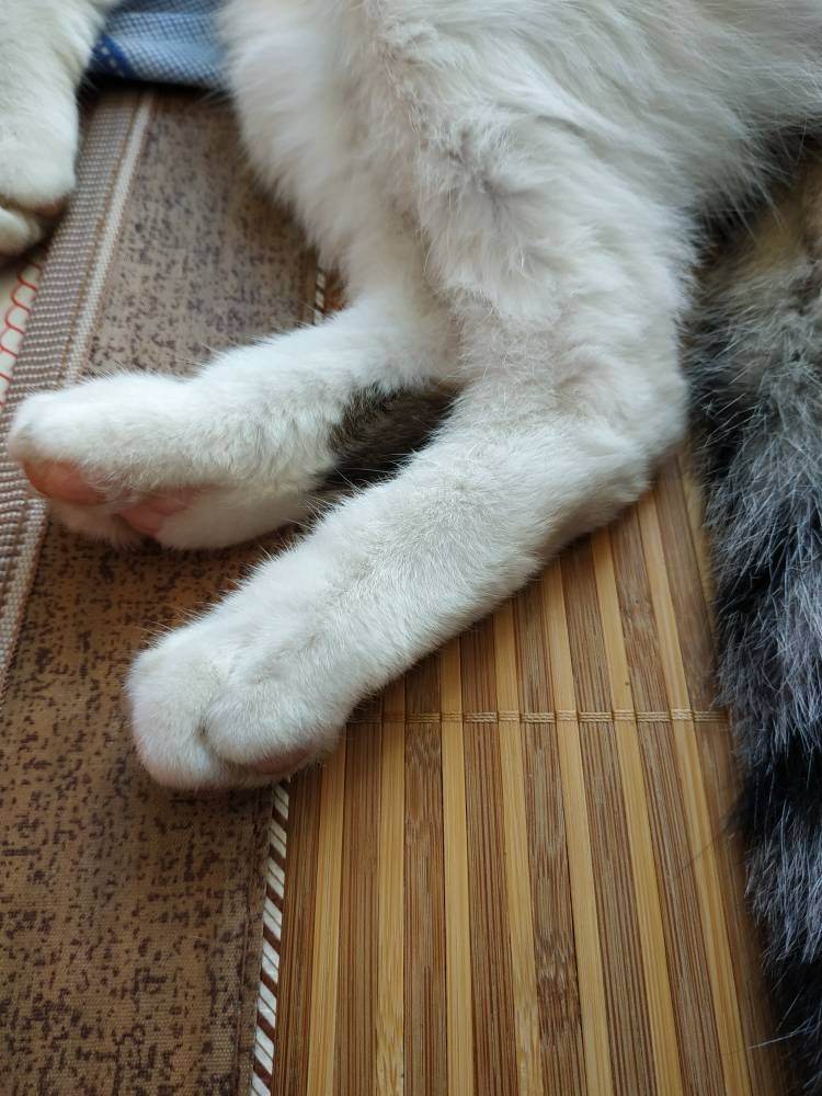 猫咪四肢有点瘸,猫咪四肢突然发直然后软