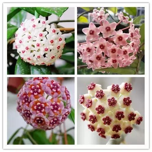 史上最全的花卉介绍，认识超过30种以上绝对是大神