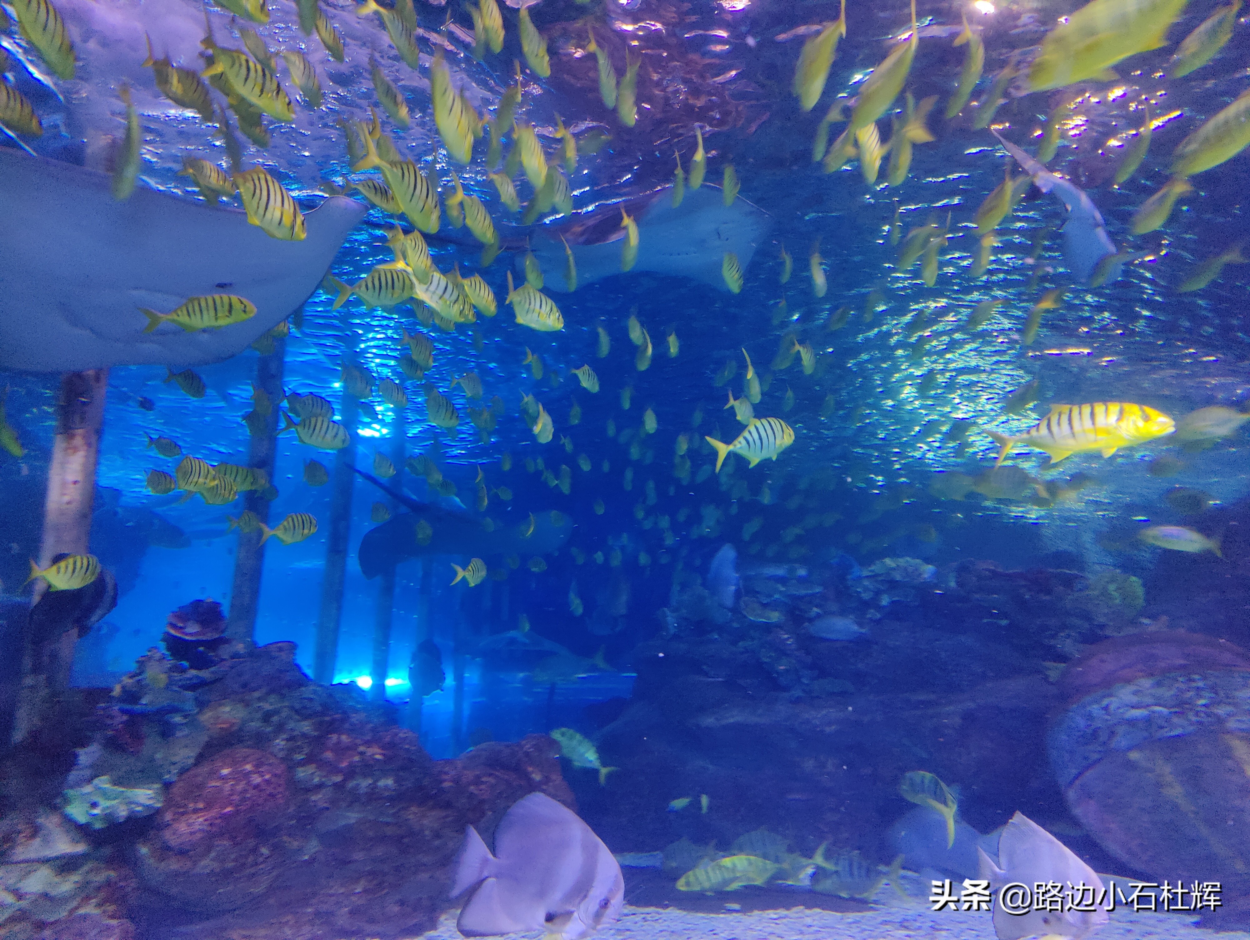 北京海洋馆海底世界游玩攻略,海洋馆北京海底世界游玩路线