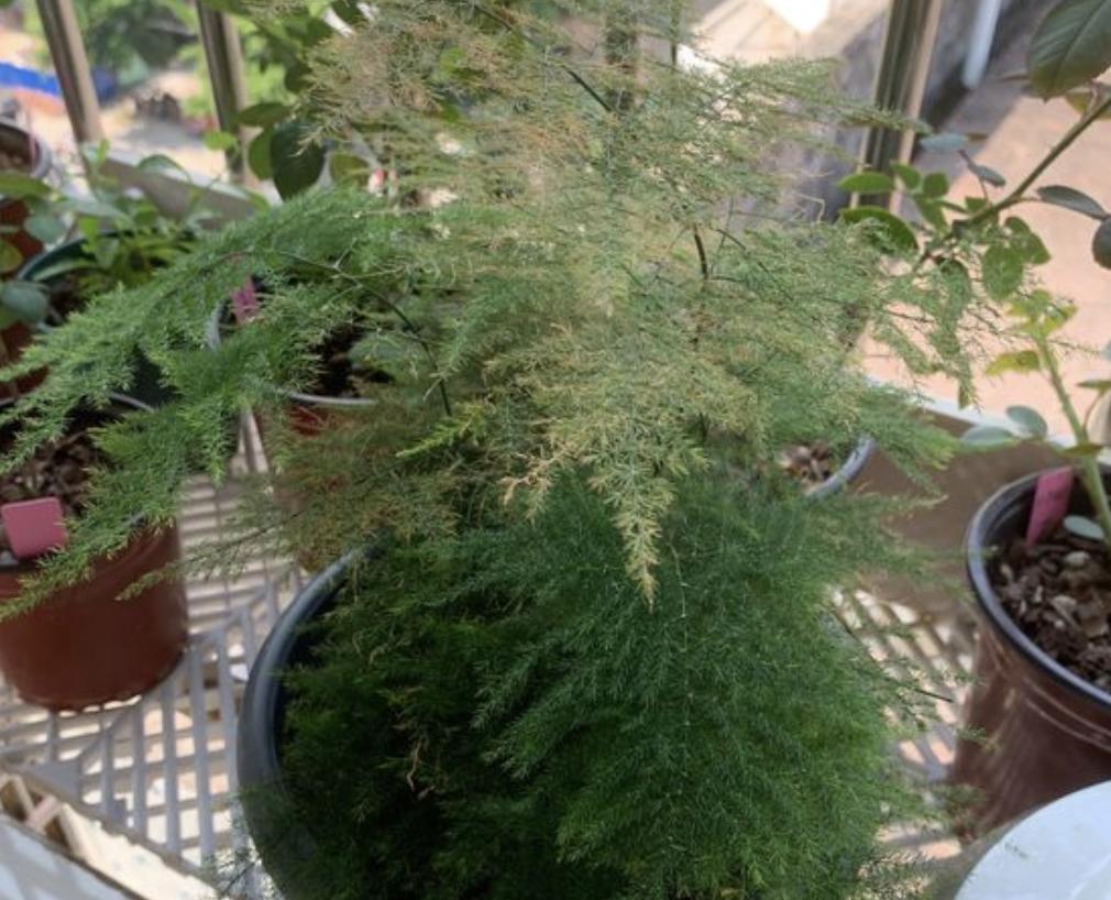 文竹过冬有“窍门”,搬动一下花盆,再照着“四步”做,旺盛