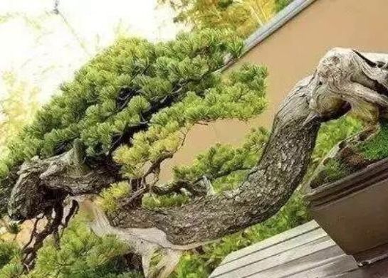 这才是世界上最贵的花卉,十大名贵花卉家养