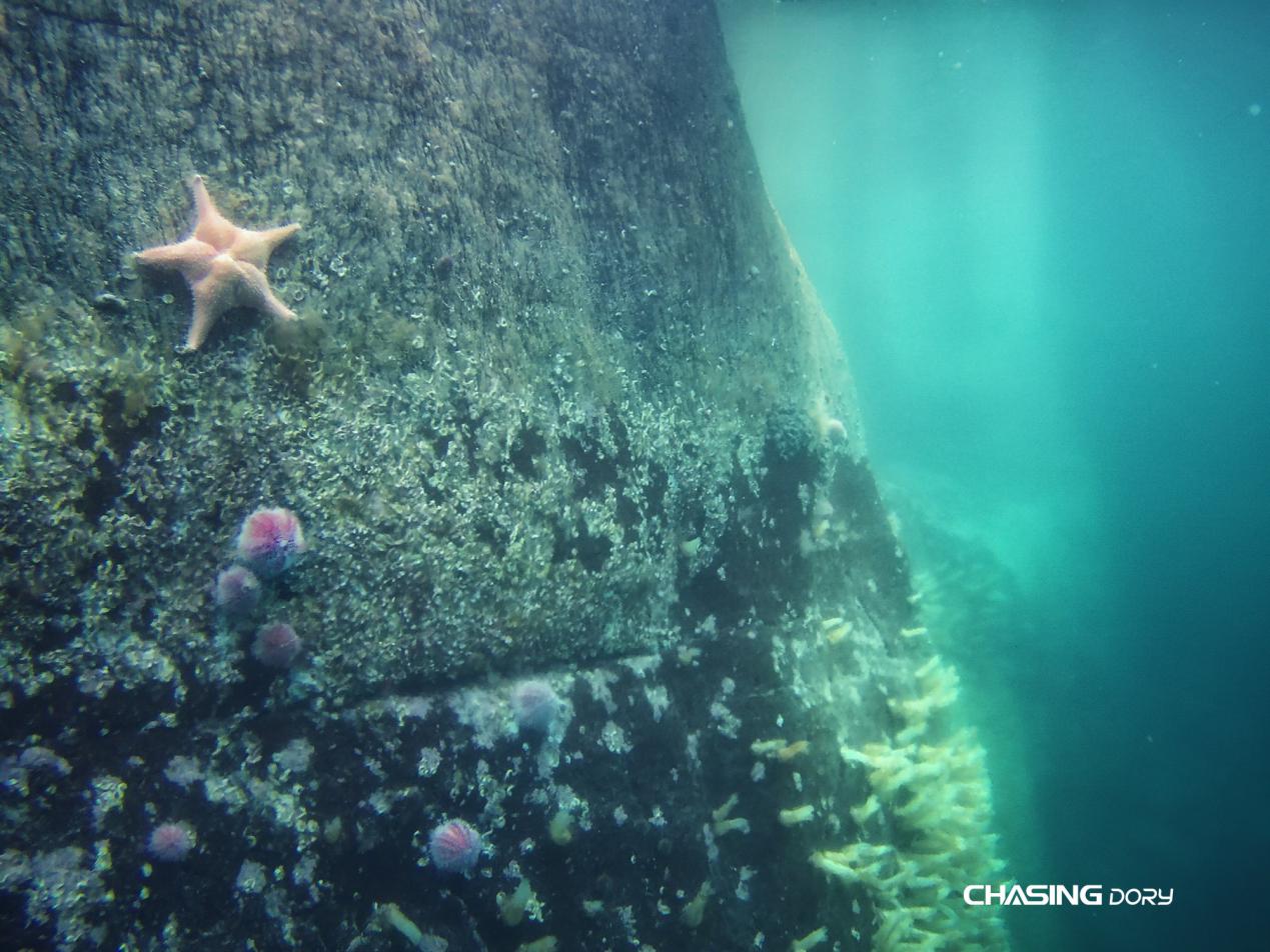 潜行多睿水下黑科技,潜行多睿潜水测评